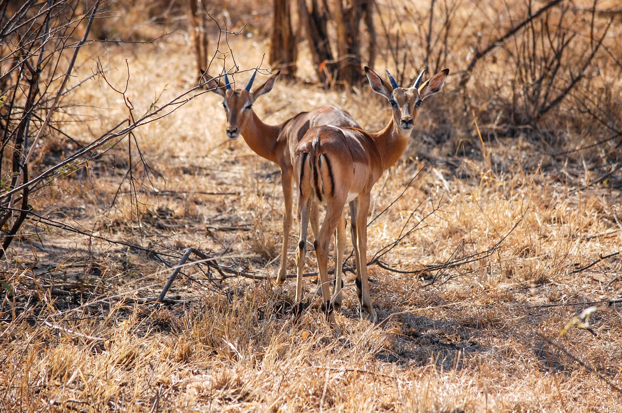 20120727   Sudafrica 0098